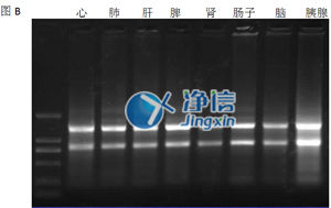 组织匀浆器对小鼠研磨效果