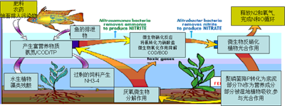 水体富营养化